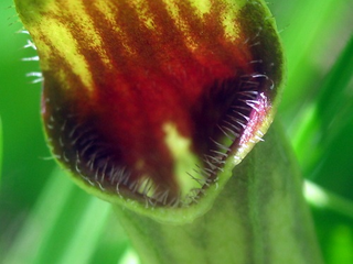 Illustration for article titled Scientists Have Just Discovered A New and Insane Pollination System